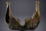 Wide Woolly Mammoth Lower Jaw With M Molars - Poland #340778-3